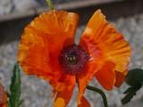 Blüte: Mai-Juni, ist zwar schon bald verblüht.
